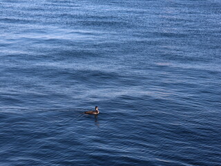 black duck swims in bright blue water