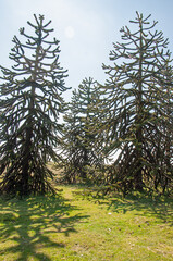 Monkey puzzle trees.