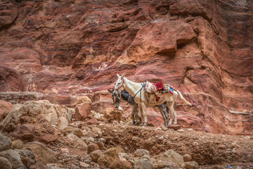 Two bedouin donkeys resting surrounded by the rose red landscape, Petra, Jordan. Petra is one the New Seven Wonders of the World.