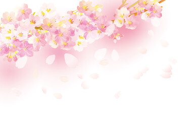 Fototapeta na wymiar 桜の舞う　背景イラスト素材