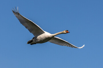 Mute swan, Cygnus olor flying over a lake in the English Garden in Munich, Germany