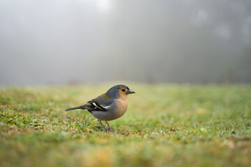Fringilla coelebs maderensis bird in Madeira nature