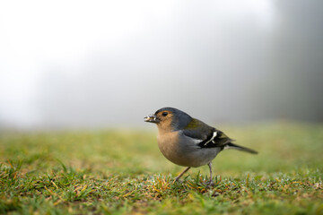 Fringilla coelebs maderensis bird in Madeira nature