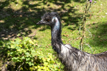 Emu, Dromaius novaehollandiae standing in grass in its habitat
