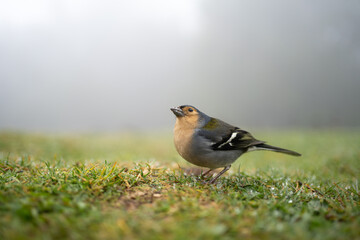 Fringilla coelebs maderensis bird in Madeira nature