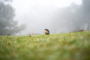 Fringilla coelebs maderensis bird in Madeira nature