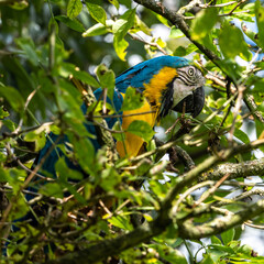 The Blue-and-yellow Macaw, Ara ararauna is a large South American parrot