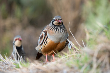 Alectoris graeca bird in nature of Madeira