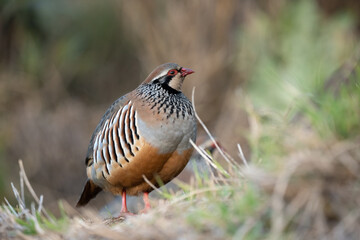 Alectoris graeca bird in nature of Madeira