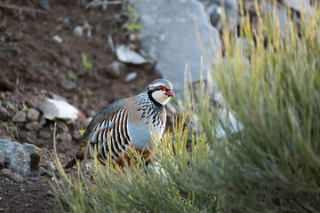 Alectoris graeca bird in nature of Madeira