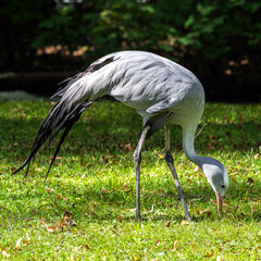 The Blue Crane, Grus paradisea, is an endangered bird