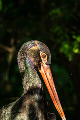 Black stork, Ciconia nigra in a german nature park