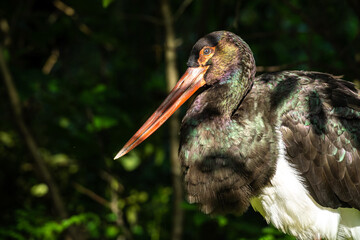 Black stork, Ciconia nigra in a german nature park