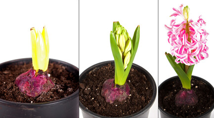 Phases of purple hyacinth development, collage. Forcing bulbs at home. 