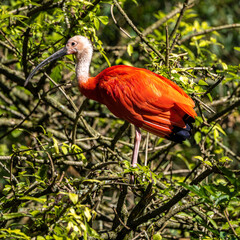 Scarlet ibis, Eudocimus ruber. Wildlife animal in the zoo