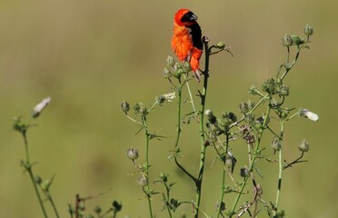 Southern Red Bishop, Kruger National Park
