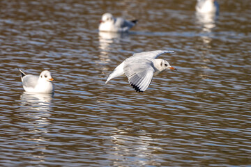 The European Herring Gull, Larus argentatus is a large gull