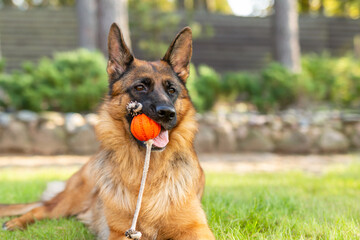 German shepherd dog playing with an orange ball in its mouth. Portrait of a playing purebred dog in summer park.	