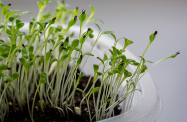 thin stems of young greens with black seeds close-up in a plastic pot on the windowsill