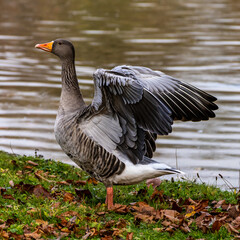 The greylag goose, Anser anser is a species of large goose