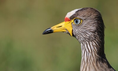African Wattled Lapwing, Pilanesberg National Park
