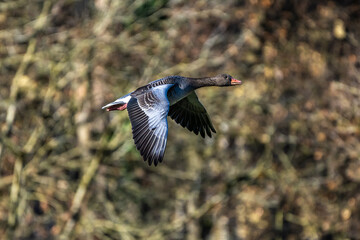 The flying greylag goose, Anser anser is a species of large goose