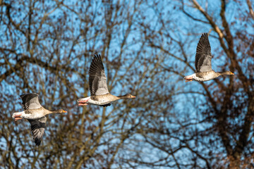 The flying greylag goose, Anser anser is a species of large goose