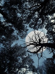 Under the treetops at the full moon