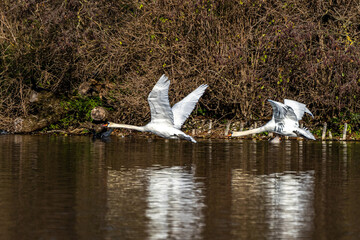 Mute swan, Cygnus olor swimming on a lake