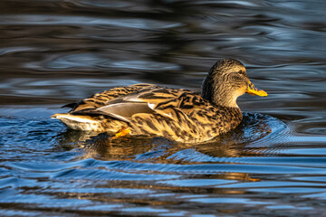 Wild duck or mallard, Anas platyrhynchos swimming in a lake