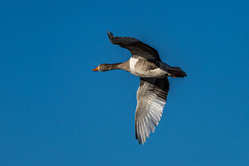 The flying greylag goose, Anser anser is a species of large goose