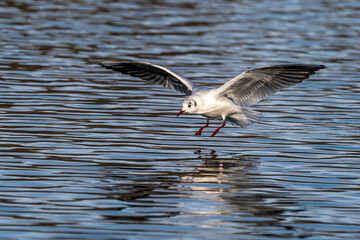 The European Herring Gull, Larus argentatus is a large gull
