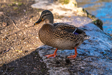 Wild duck or mallard, Anas platyrhynchos swimming in a lake