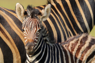 Fototapeta na wymiar Zebra Foal, Kruger National Park