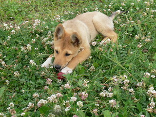 Laika puppy lies on a clover. sad puppy