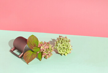 Creative concept with hydrangea on pink and mint green background. Minimal layout with blooming flowers.