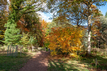 Fototapeta premium Autumn in the forest