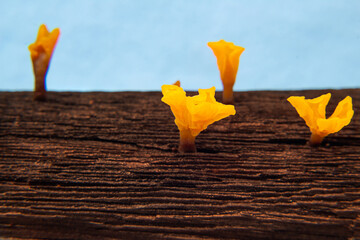 Um tipo de fungo de cor amarela em um pedaço de madeira velha e úmida.