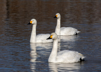 Fototapeta premium two swans