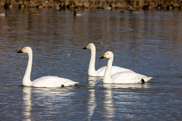 swans on the river
