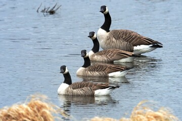 Kanadagänse (Branta canadensis) auf einer Wasserfläche.