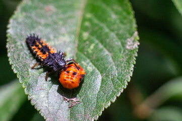 This is a evil beetle