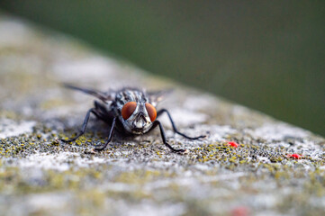 Fly vs small spiders on the stone.