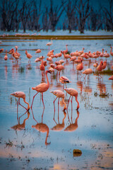 Fototapeta premium Hundreds of lesser flamingos, one of the world's largest colony, strutting through the shallow saltwater of Lake Nakuru, Kenya, in search of edibles