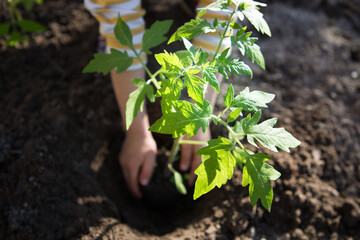 child helps to plant seedlings in the garden on a bright sunny day. Earth day. Ecological education, care of flora in the garden. little helper - gardener. Eco education. soft selective focus