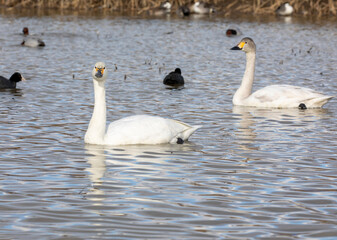 Fototapeta premium family of swans