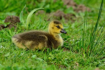Junge Kanadagans (Branta canadensis) im Gras.