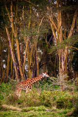 A fully grown Nubian giraffe eating from a whistling thorn acacia underneath giant trees inside a...