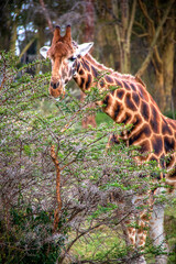 Close-up view of a Nubian giraffe eating from a whistling thorn acacia inside a forest in the...