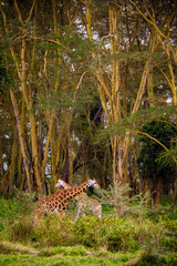 View of two fully grown Nubian giraffes standing with crossed necks underneath giant trees inside a forest in the Lake Nakuru National Park, Kenya